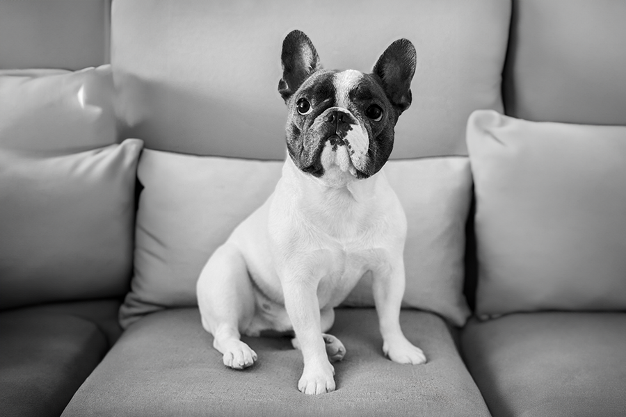 Bolt sitting on bench in bedroom