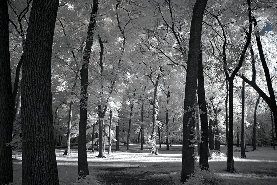 Tuckahoe Park Infrared Trees